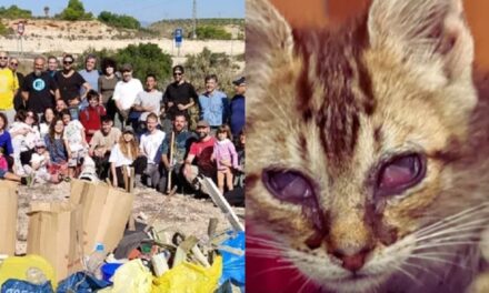 Solidaridad española para la continuidad de proyectos medioambientales y refugio animal 