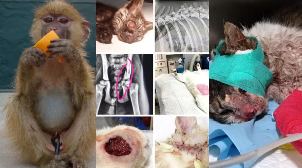 El crowdfunding, motor de ayuda para particulares y asociaciones que salvan vida animal