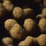 Hallan jardines de esponjas gigantes en montes submarinos del Ártico