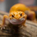Las lagartijas carpetanas cambia su comportamiento alimentario en función de los competidores
