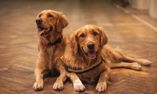 Los perros pueden mostrar duelo tras la muerte de un compañero canino en casa
