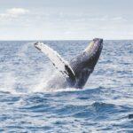 Registran por primera vez un nuevo sonido de las ballenas jorobadas