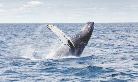 Registran por primera vez un nuevo sonido de las ballenas jorobadas