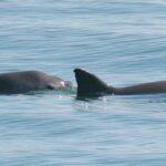 La endogamia salvará de la extinción a la vaquita marina, el cetáceo más pequeño del mundo