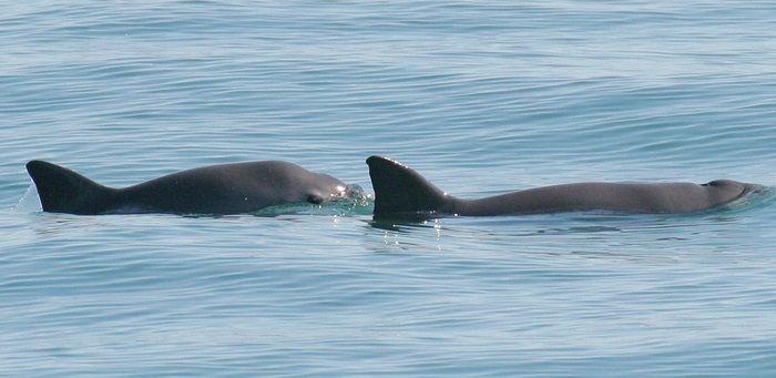 La endogamia salvará de la extinción a la vaquita marina, el cetáceo más pequeño del mundo