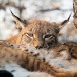 ‘Difíciles de ver’: una colección de sellos sobre animales en peligro de extinción