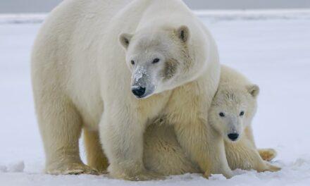 Descubren osos polares que sobreviven en refugios climáticos sin hielo marino en el sureste de Groenlandia