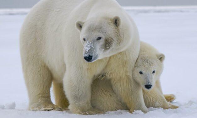 Descubren osos polares que sobreviven en refugios climáticos sin hielo marino en el sureste de Groenlandia