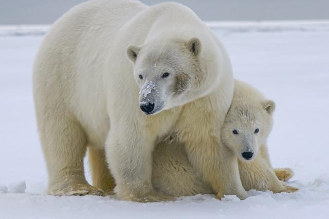 Descubren osos polares que sobreviven en refugios climáticos sin hielo marino en el sureste de Groenlandia