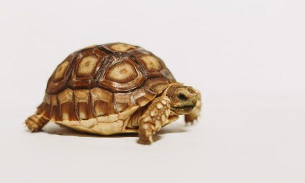 Las tortugas silvestres envejecen lentamente y tienen una larga vida útil
