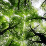 Cuenca acoge el tercer ‘UFIL Demo Day’, el mayor evento en Bioeconomía Forestal de España