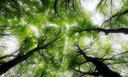 Cuenca acoge el tercer ‘UFIL Demo Day’, el mayor evento en Bioeconomía Forestal de España