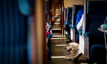 Una prueba piloto permitirá viajar a los perros de hasta 40 kilos en trenes AVE-Larga Distancia