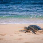 Un nuevo proyecto científico solicita la colaboración ciudadana para mejorar la conservación de las tortugas marinas