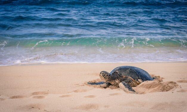 Un nuevo proyecto científico solicita la colaboración ciudadana para mejorar la conservación de las tortugas marinas