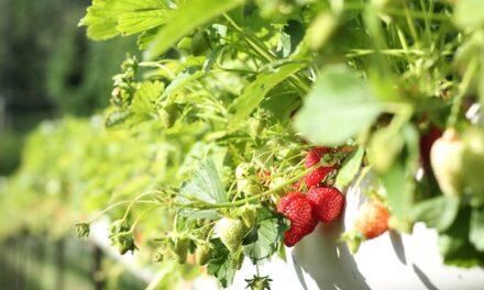 Un modelo matemático predice la respuesta de los cultivos ante el cambio climático