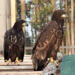 Liberan en Asturias 17 ejemplares del águila más grande de Europa a través del Proyecto Pigargo