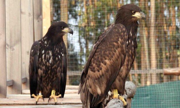 Liberan en Asturias 17 ejemplares del águila más grande de Europa a través del Proyecto Pigargo