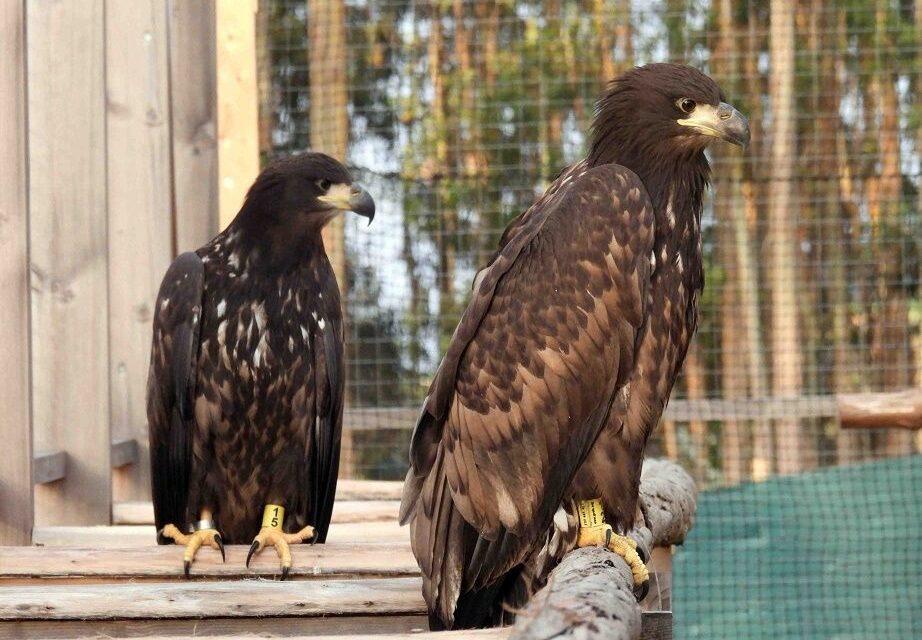 Liberan en Asturias 17 ejemplares del águila más grande de Europa a través del Proyecto Pigargo
