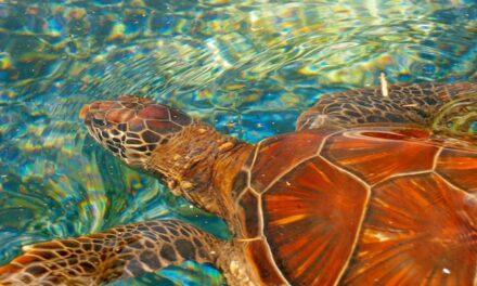 Un dron salva a una tortuga marina en peligro de extinción en Guardamar