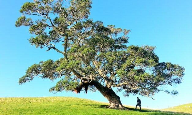 Plantan 2.500 árboles en Galicia para ayudar a la “salud respiratoria” y del planeta