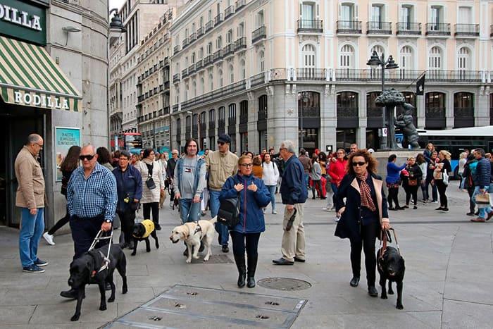 Los perros guía pasean por Madrid para reivindicar sus derechos de acceso a los lugares públicos