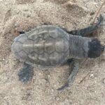 Nace ‘Hope’, la primera tortuga marina en La Albufera, único nido de la especie en España