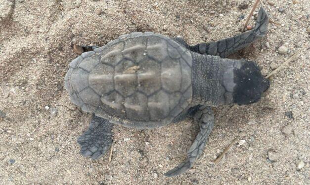 Nace ‘Hope’, la primera tortuga marina en La Albufera, único nido de la especie en España