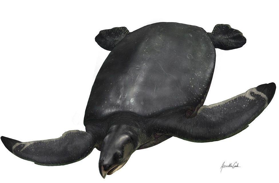 Hallan en el Pirineo leridano los restos de la mayor tortuga marina de Europa