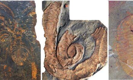 Artrópodos gigantes dominaron los mares hace 470 millones de años