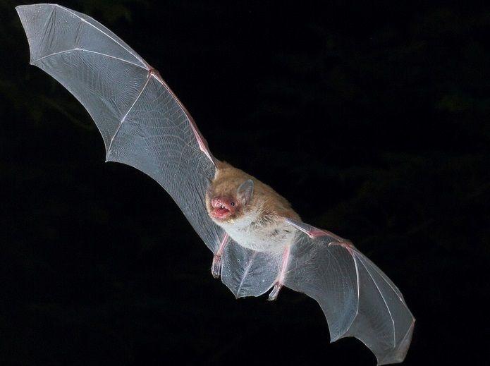 Los murciélagos gruñen como cantantes de ‘death metal’ para lanzar llamadas sociales