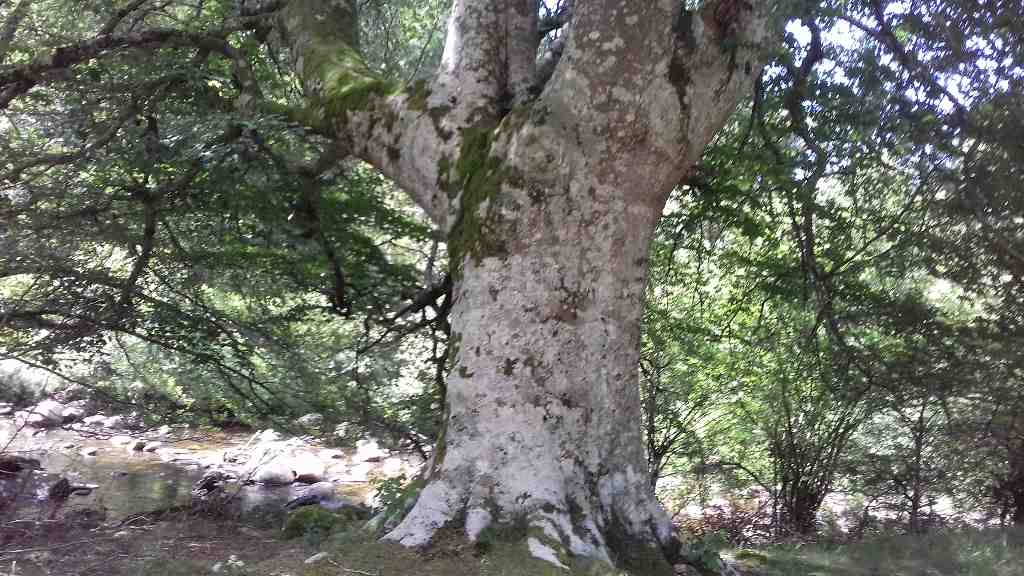 Claraboya. CHISPAZO VITAL