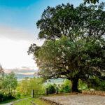 La Encina de San Roque, con 400 años en Cantabria, aspira a ser el Árbol Europeo del Año