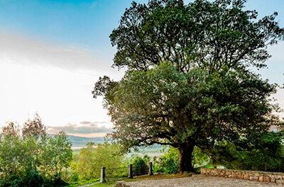 La Encina de San Roque, con 400 años en Cantabria, aspira a ser el Árbol Europeo del Año