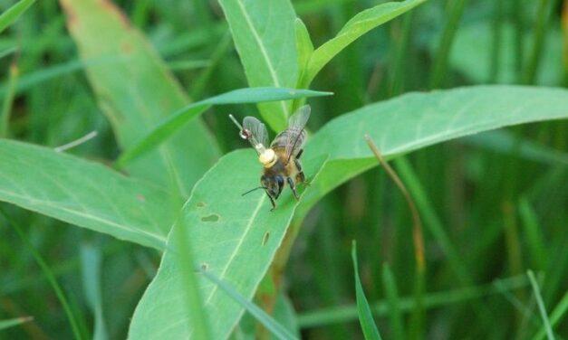 Las abejas vuelven a casa trazando líneas mentales en el paisaje, como los primeros aviadores