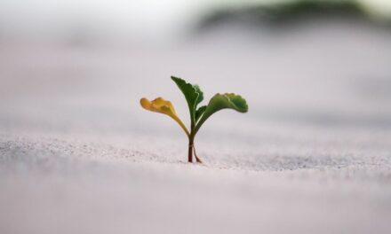 Un termómetro interno en las plantas ordena a las semillas cuándo germinar