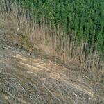 Europa aprueba una ley pionera para detener la deforestación