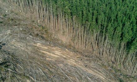 Europa aprueba una ley pionera para detener la deforestación