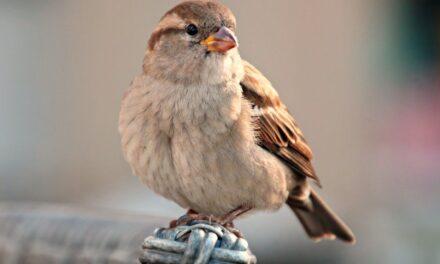Los gorriones descartan el olfato como factor principal para elegir pareja con la que obtener crías sanas