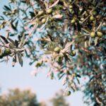 Un olivo de 627 años se convierte en el árbol más ‘anciano’ de El Retiro