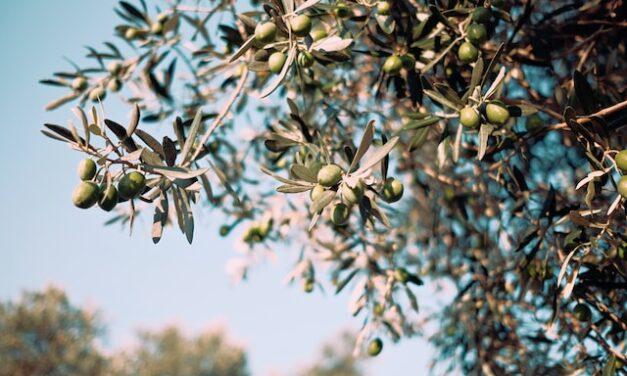 Un olivo de 627 años se convierte en el árbol más ‘anciano’ de El Retiro