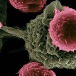 Investigan en moléculas sintéticas para atacar a las células cancerosas a través del proyecto GlyCanDrug