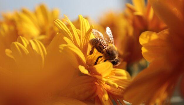 Proteger las abejas crearía 28.000 empleos en España