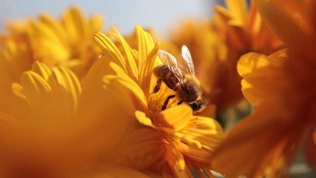 Proteger las abejas crearía 28.000 empleos en España