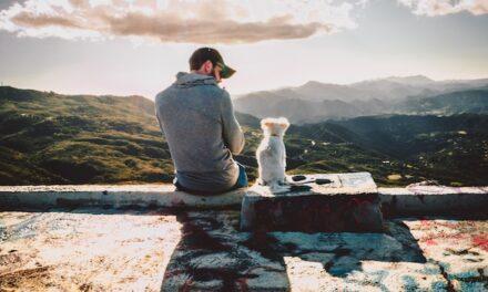 Cuidados recomendados para los animales de compañía tras el verano