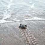 Ecologistas preparan un dispositivo de vigilancia para proteger el primer nido de tortuga boba del sur de Alicante
