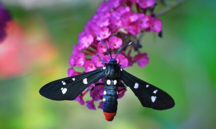 Un nuevo modelo de inteligencia artificial ayuda a proteger la biodiversidad escuchando a los insectos