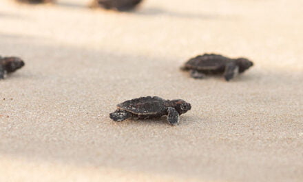 Nacen 57 crías de tortuga boba en plena DANA en Alicante