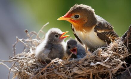 Claraboya. NIDO REVELADOR