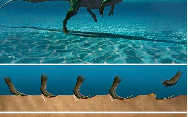 Identifican en Laguna de Cameros 27 huellas de dinosaurios que sabían nadar